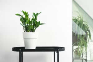 5 Tips for Using Plants in Home Staging
