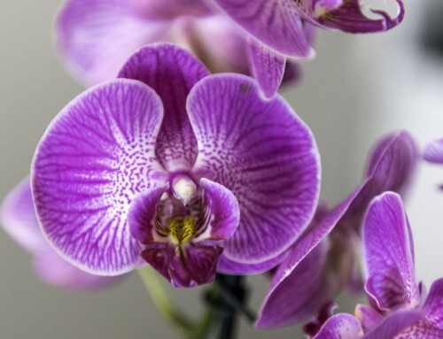 House staging with plants